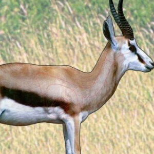 GARIPANI CHASA SPRINGBOK TEIKEN